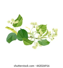 Summer flowers. Small sprig of blossoming linden with inflorescence